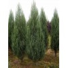Можжевельник скальный Скайрокет Juniperus scopulorum Skyrocket